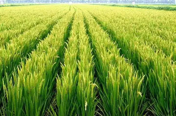 2024年水稻重大病蟲害防控技術(shù)方案