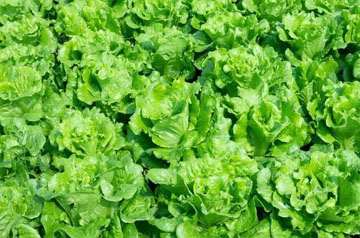 北方春季蔬菜生產(chǎn)管理技術(shù)指導(dǎo)意見