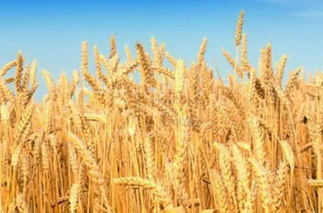 科研團(tuán)隊發(fā)現(xiàn)小麥籽粒營養(yǎng)組成與其鎘鉛生物可給性有密切關(guān)系