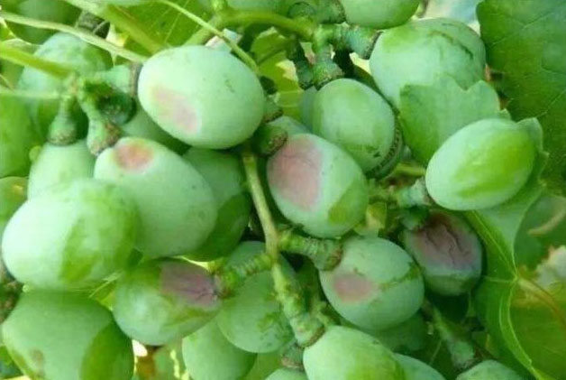 葡萄氣灼病要怎么防治好？