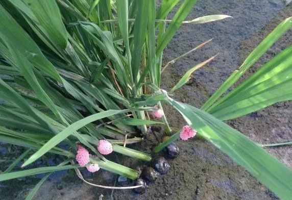 水稻“殺手”福壽螺防治正當(dāng)時