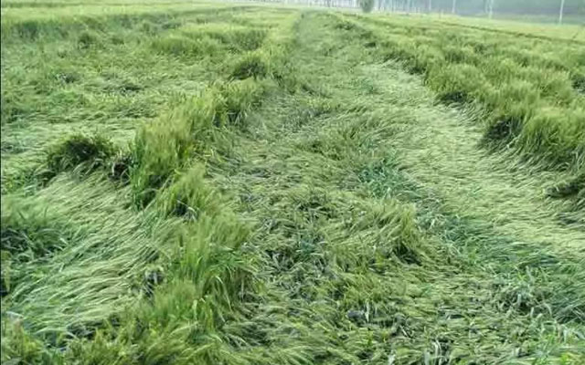 如何預(yù)防小麥后期倒伏？