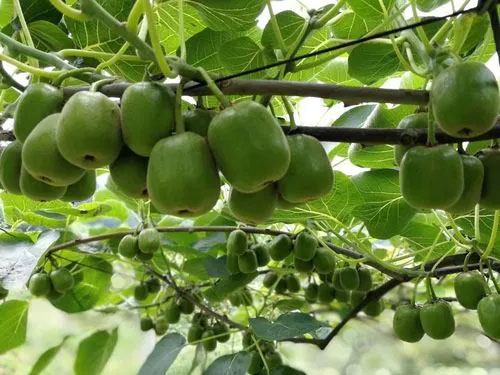 獼猴桃優(yōu)質(zhì)高產(chǎn)夏季防蟲(chóng)很關(guān)鍵