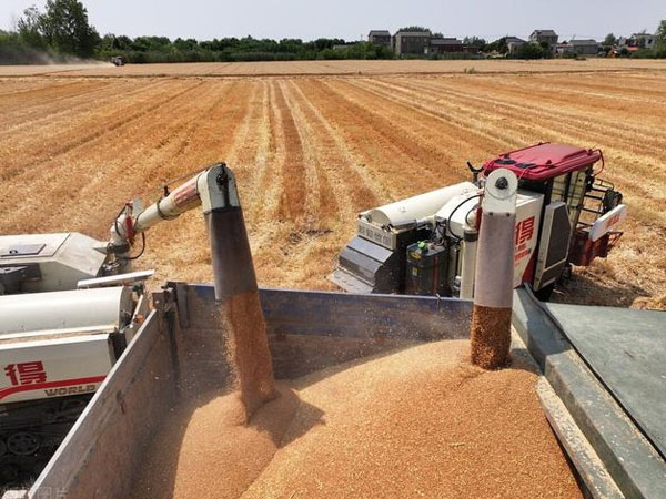 各級(jí)儲(chǔ)備收購(gòu)陸續(xù)啟動(dòng),新麥價(jià)格有望穩(wěn)定在合理區(qū)間