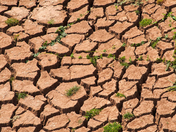 當前黃淮海抗旱保夏播技術(shù)意見