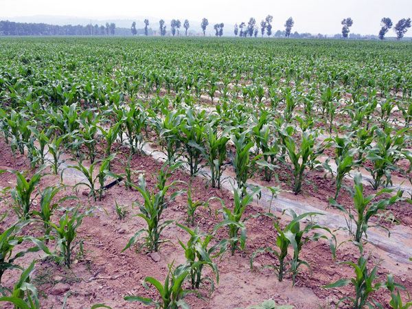 玉米生長期咋管理