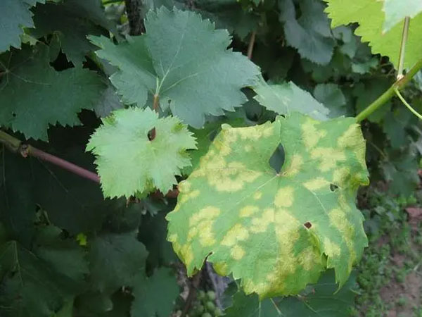 葡萄霜霉病防治措施