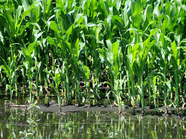 當(dāng)前南方玉米防澇抗災(zāi)技術(shù)意見(jiàn)