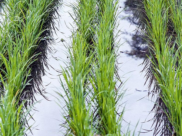 當(dāng)前南方水稻防澇抗災(zāi)技術(shù)意見(jiàn)