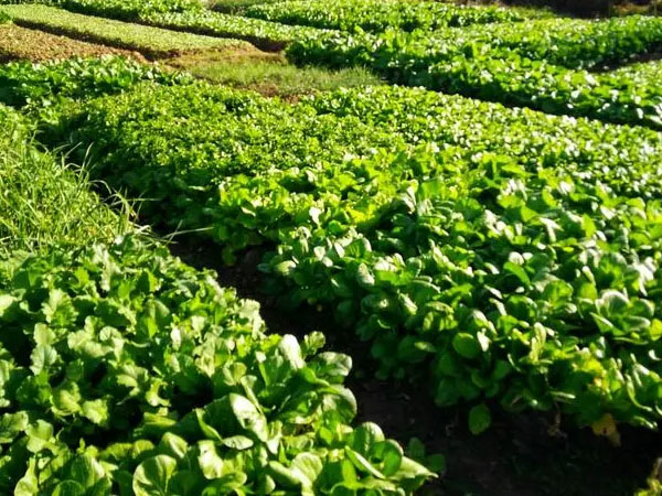 2024年夏季蔬菜生產(chǎn)技術指導意見