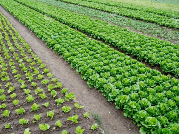 梅雨期拎穩(wěn)“菜籃子” 蔬菜生產(chǎn)指南來了！