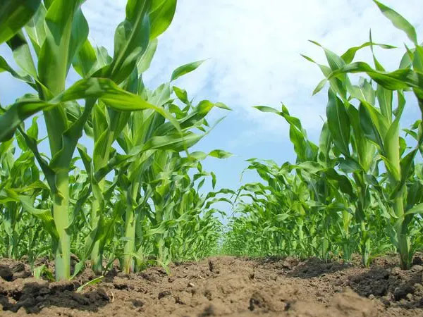 玉米根腐病如何防治?玉米根腐病防治方法介紹