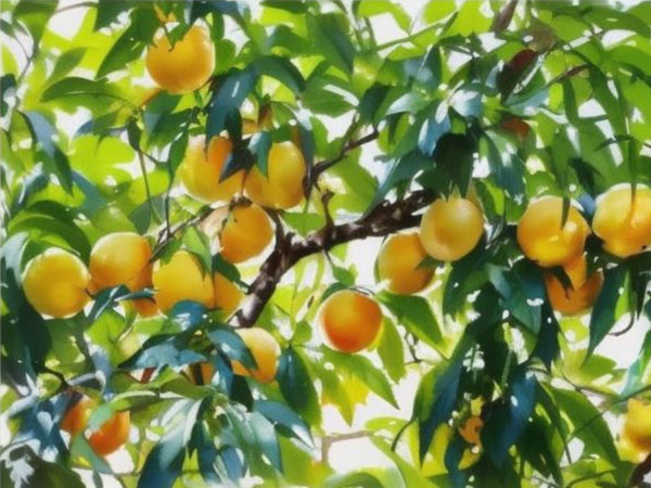 高溫天氣果樹如何安全度夏？