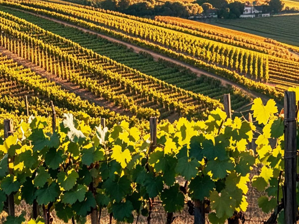 高溫天氣 葡萄管理要點(diǎn)你做對(duì)了嗎