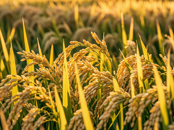 當(dāng)前水稻抗洪澇促恢復(fù)生長技術(shù)意見