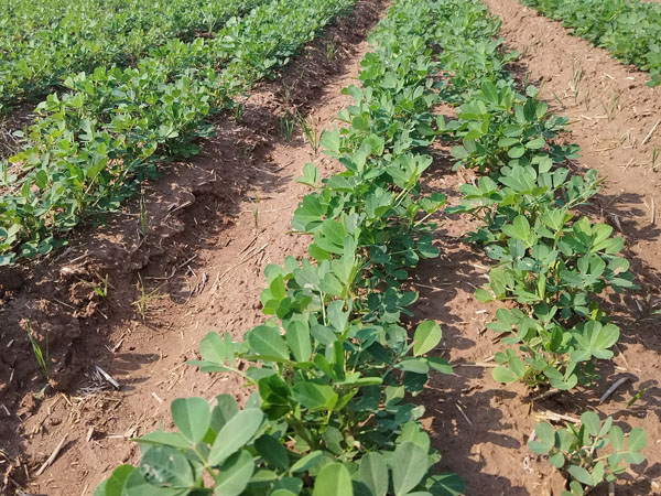 花生種植過程中主要病蟲害防治措施