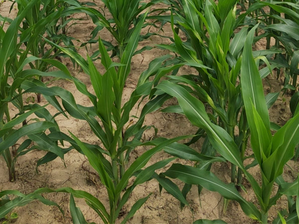 臺風“格美”來襲，警惕玉米南方銹病傳播，科學防御 做好“一噴多促”