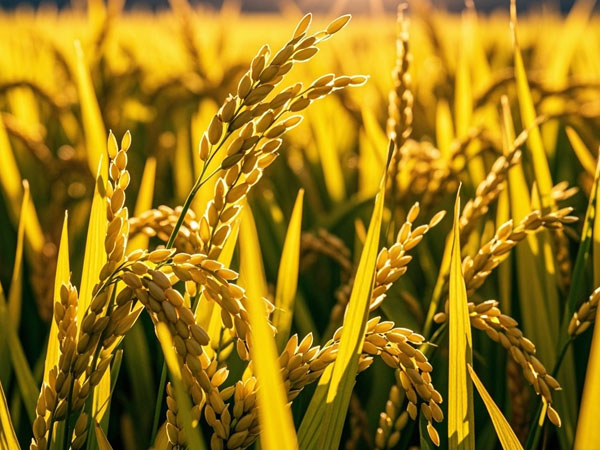 稻苞蟲發(fā)生及防治技術(shù)