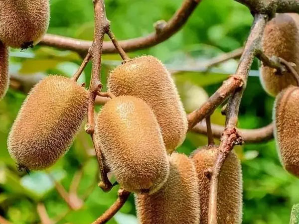 秋后獼猴桃管理五要點(diǎn)