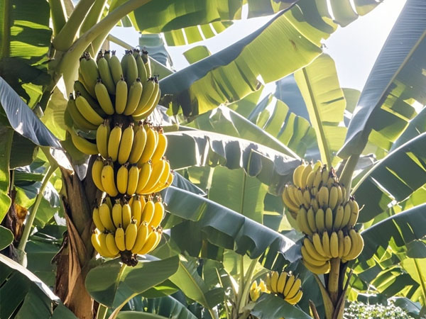 香蕉臺風災后恢復生產(chǎn)技術指導意見