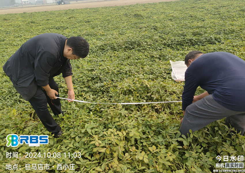 2024年10月8日西平縣花生兩提兩調(diào)試驗田測產(chǎn)取土