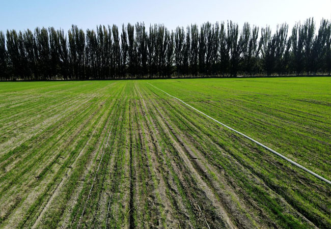 2024年全國(guó)小麥秋冬種技術(shù)意見(jiàn)